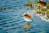 160907bar-tailed godwit