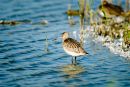 Migration on the Suffolk coast