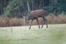 Stag grazing