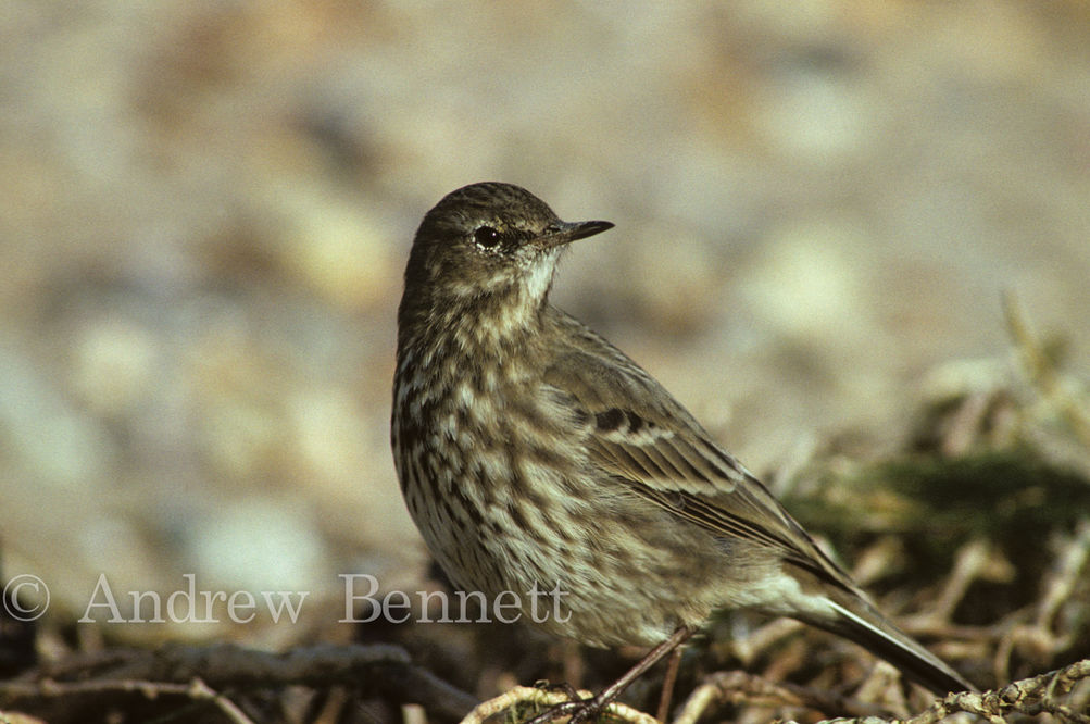Rock pipit (,Anthus petrosus) Suffolk, UK
