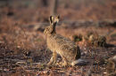 Hare in woodland