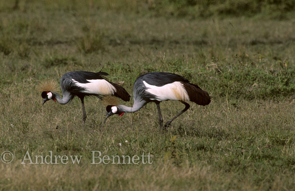 Grey crowned cranes (Balearica regulorum) Masai Mara, Kenya
