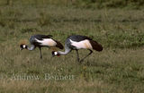 Grey crowned cranes (Balearica regulorum) Masai Mara, Kenya