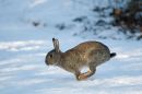 Rabbit in the snow