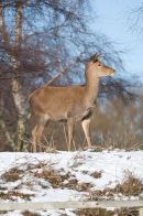 Red deer in the snow