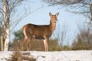 Red deer in the snow