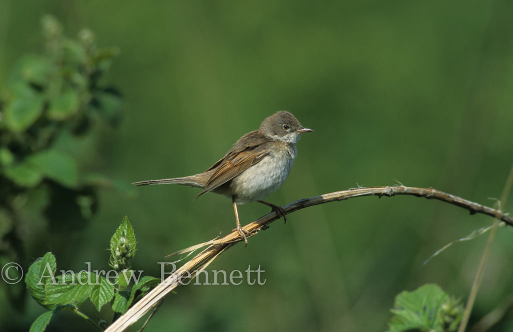 Whitethroat (Sylvia communis) on bramble, Suffolk, UK