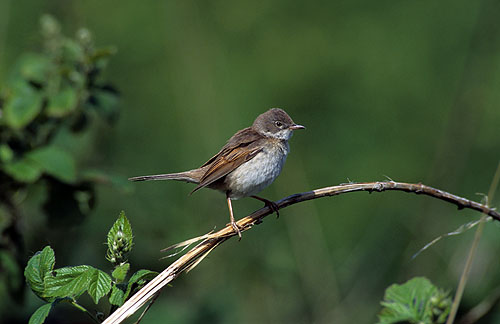 Male Whitethroat, Suffolk, UK