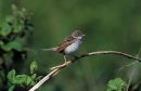 Male Whitethroat, Suffolk, UK