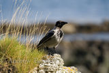 210807hooded crow-2