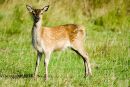 Red deer calf with spots