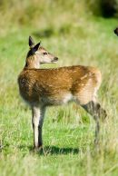 Red deer calf