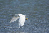 210918littleegret2