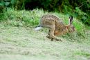 On the move