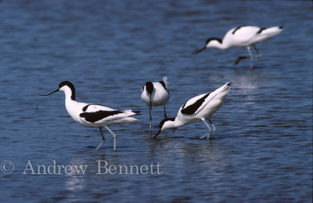 Group of Avocets (Recurvirostra avosetta) Suffolk, UK