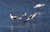Group of Avocets (Recurvirostra avosetta) Suffolk, UK