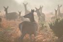 In the morning mist