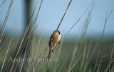 Male Bearded tit on reed (Panurus biarmicus) Suffolk, UK