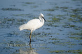 300816littleegret3-2