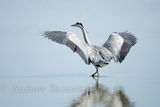 310308grey heron1