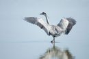 Heron dance