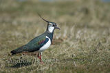 310308lapwing1