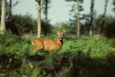 Roe deer buck
