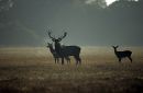 Red deer at dawn