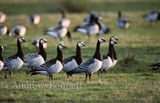 410.barnacle geese