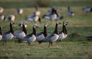 Barnacle geese grazing