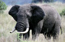 Bull elephant