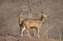 Sambar on the lookout