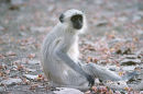 Langur amongst the flowers