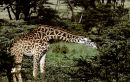 A long reach