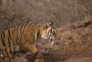 Tigress on the move