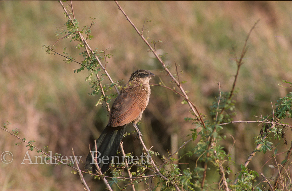 White-browed Coucal on bush (Centropus superciliosus), Masai Mara, Kenya
