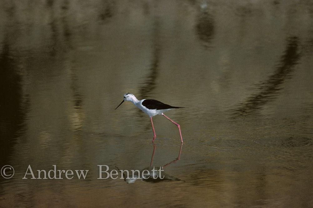 Black-winged stilt ( Himantopus himantopus), Ranthambhore NP, India