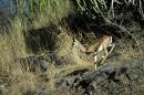 Chinkara on the rocks