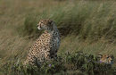 Cheetahs at rest