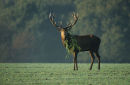 Lord of the rut