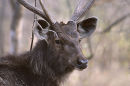 A noble head