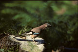 eurasian jay