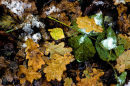 Green and gold in the winter