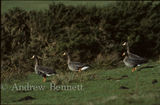 greenland white-fronted geese2