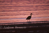 heron at sunset-2