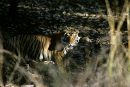 Tiger in the shadows