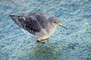 Purple Sandpiper on sea wall