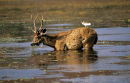 Hitching a ride