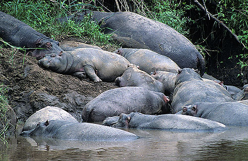 Sleeping in the mud