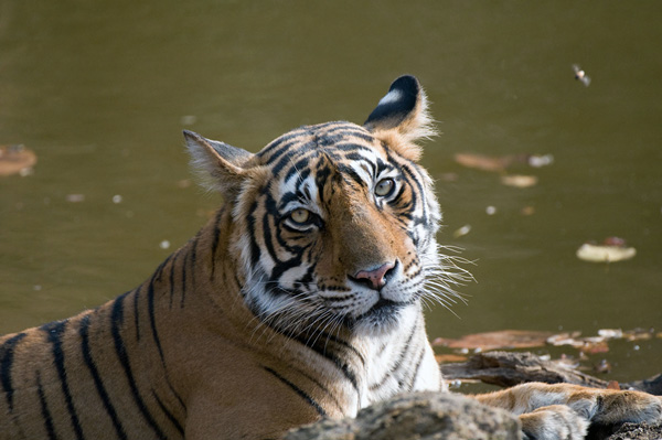 Adult tigress cooling off in pool
